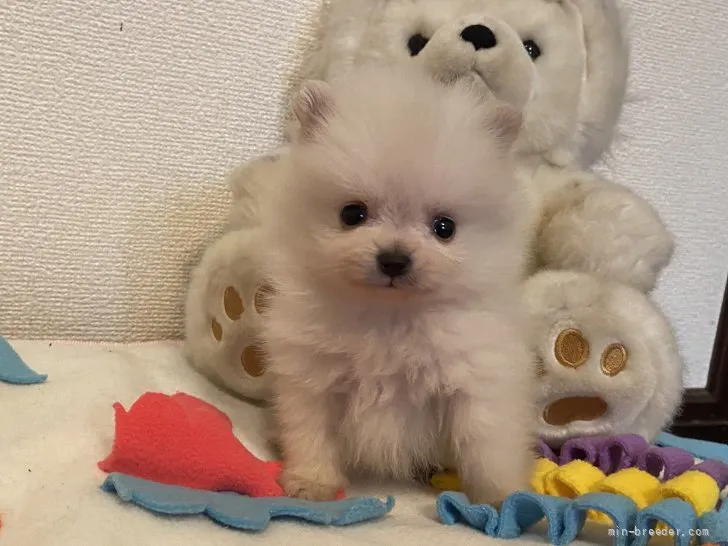 ポメラニアン